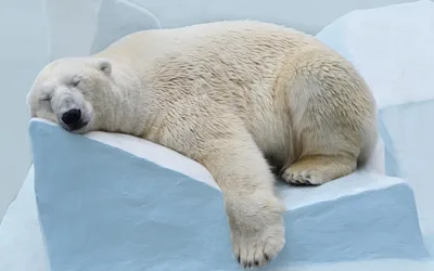 Wie schlafen eigentlich Tiere? Bettenhaus SchwarZ unterstützt den Podcast „tierisch!“